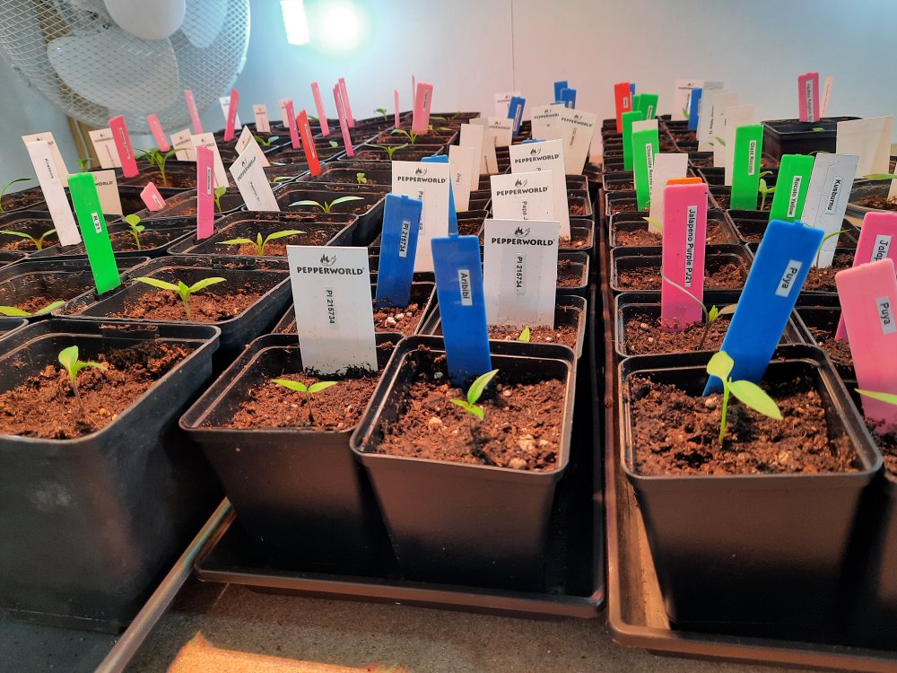 Anzucht 200122 02.jpg