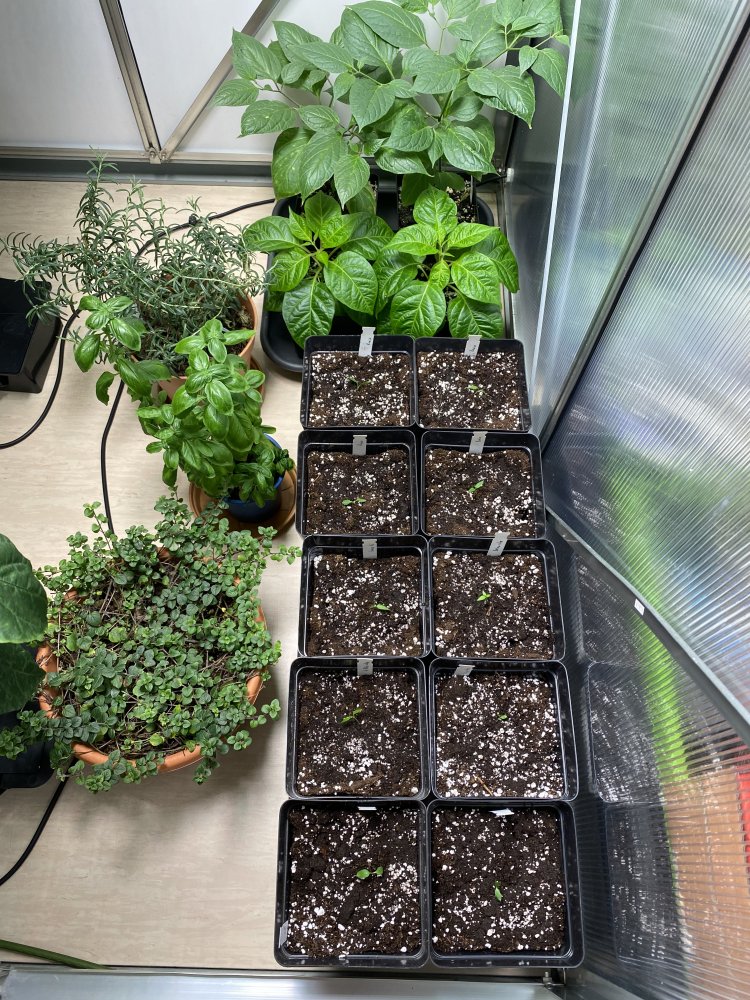 Anzucht Chilihaus, Zeus 300XT Mixed