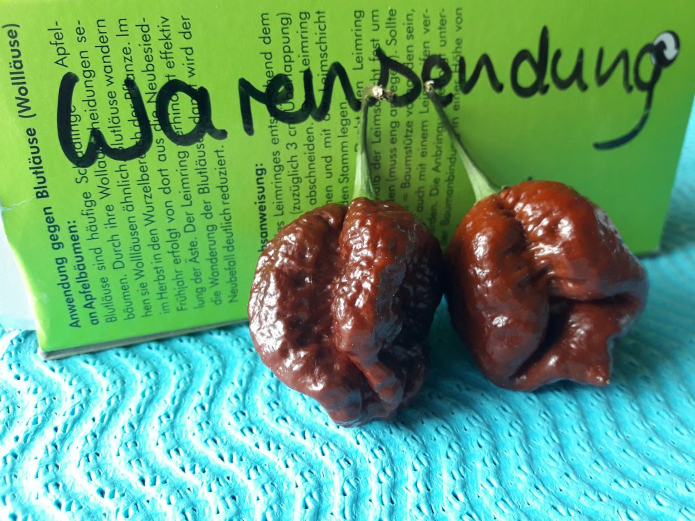 Apocalypse Chocolate (1)