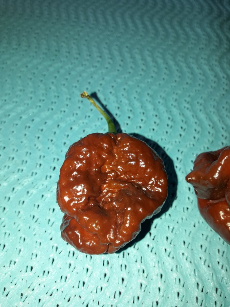 Apocalypse Chocolate (2)