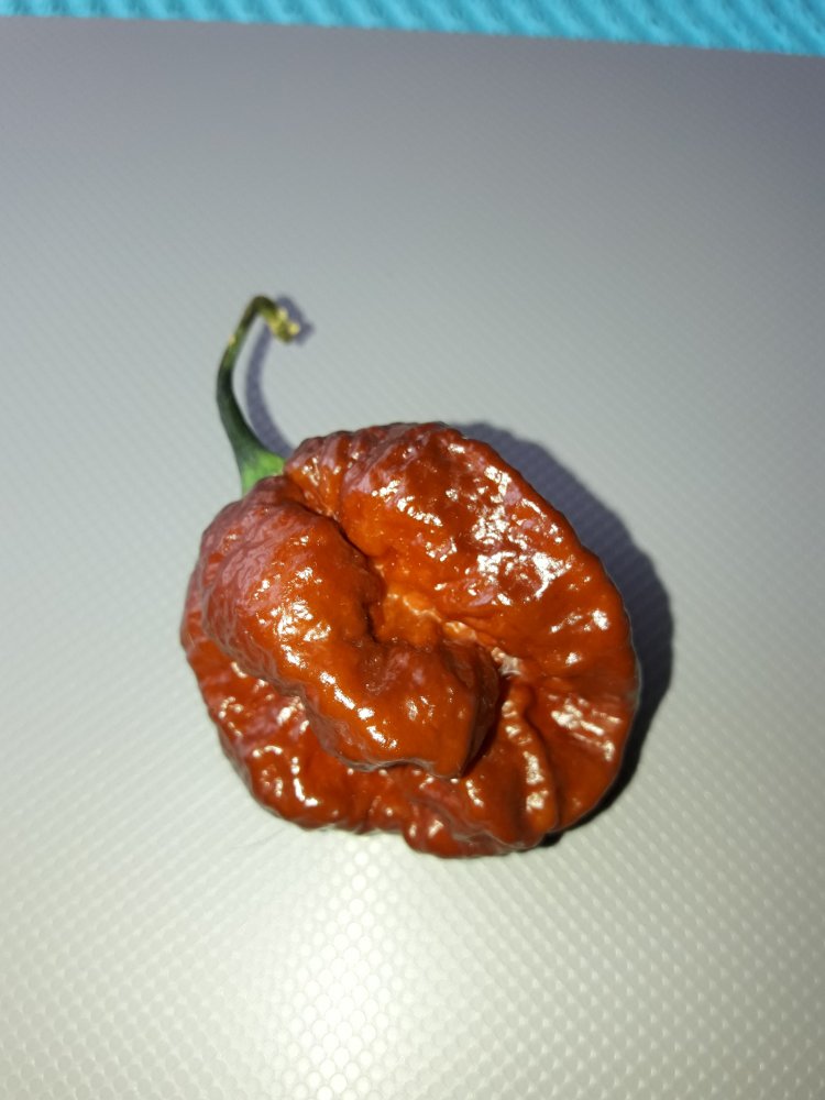 Apocalypse Chocolate Test (1)