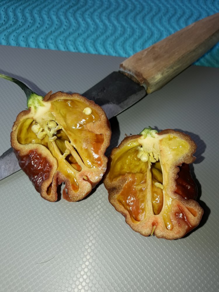 Apocalypse Chocolate Test (2)