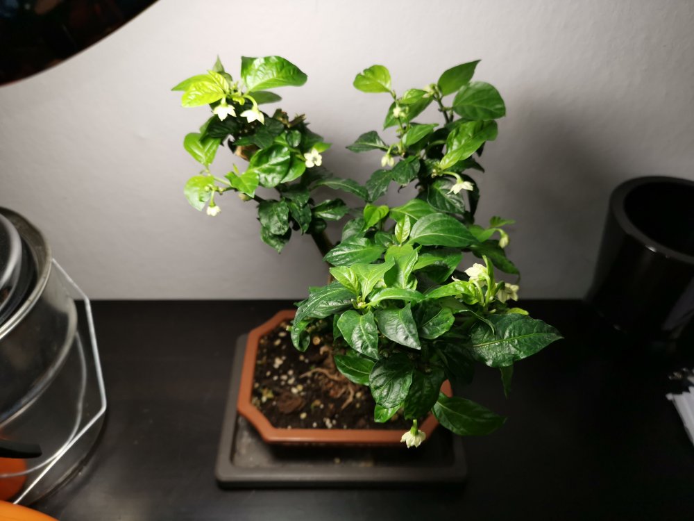 Apokalypse chocolate bonchi