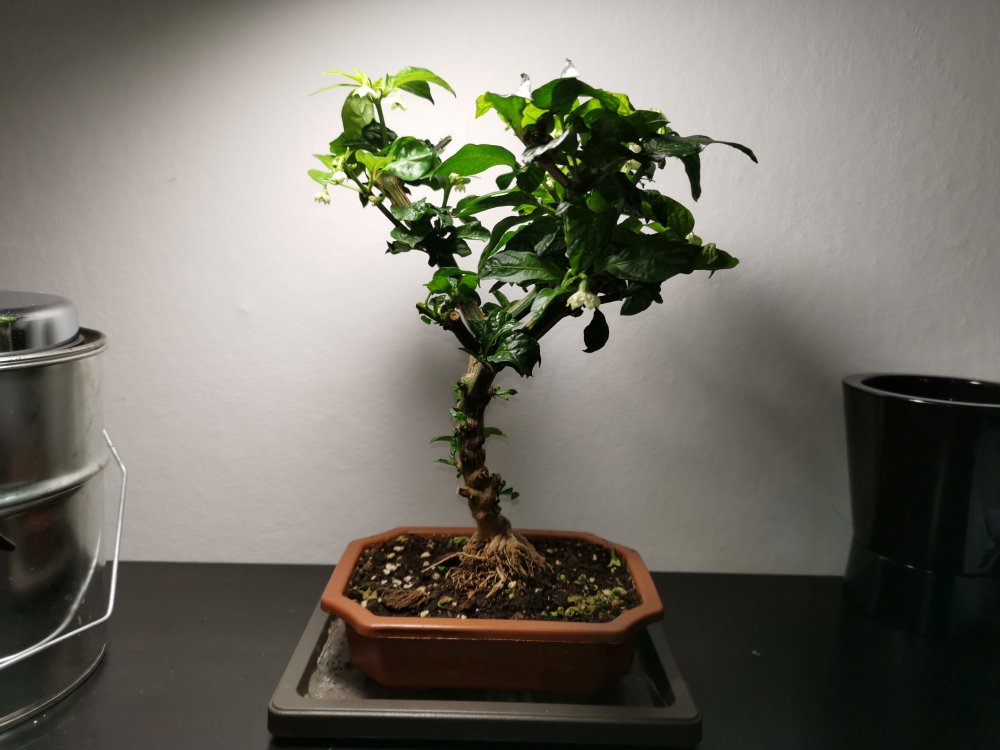 Apokalypse chocolate bonchi