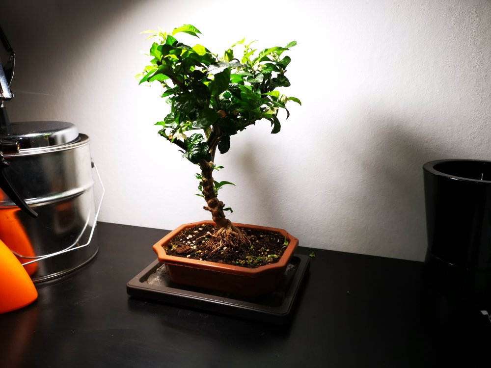 Apokalypse chocolate bonchi