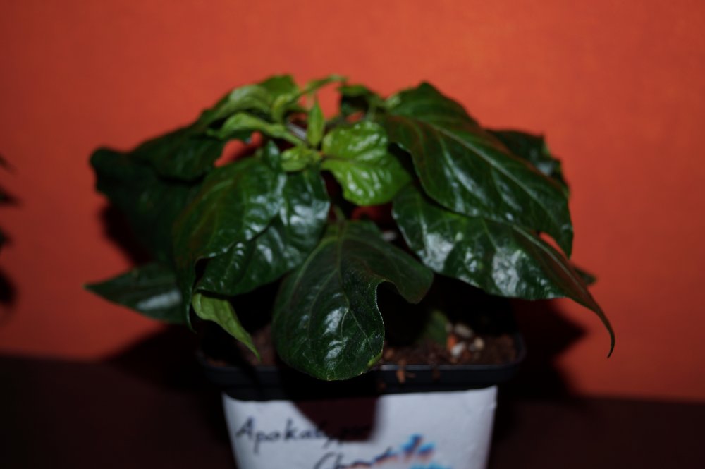 Apokalypse chocolate