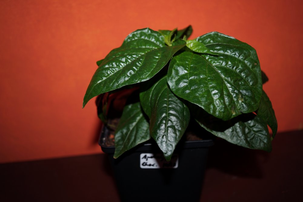 Apokalypse chocolate