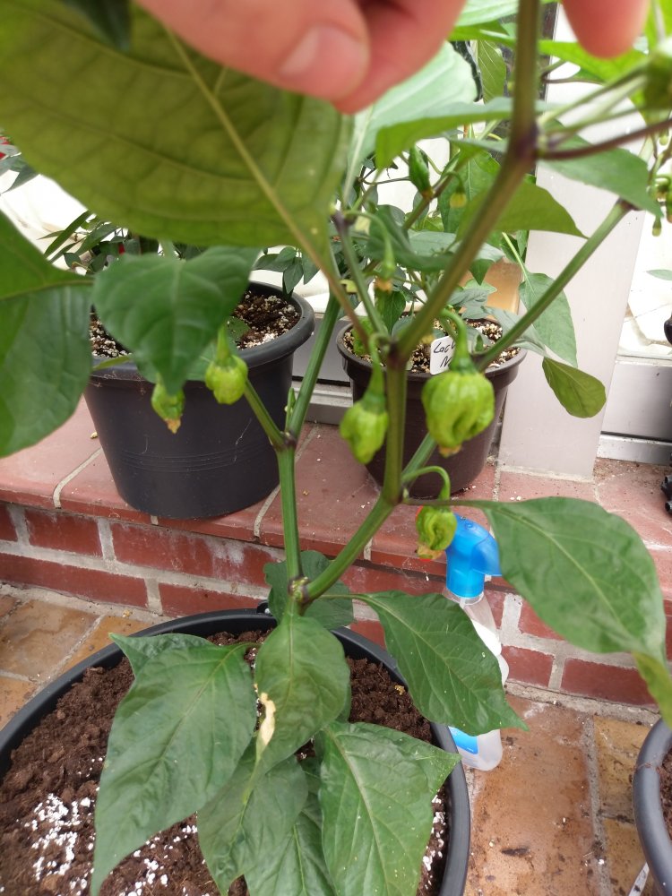 Apokalypse Chocolate