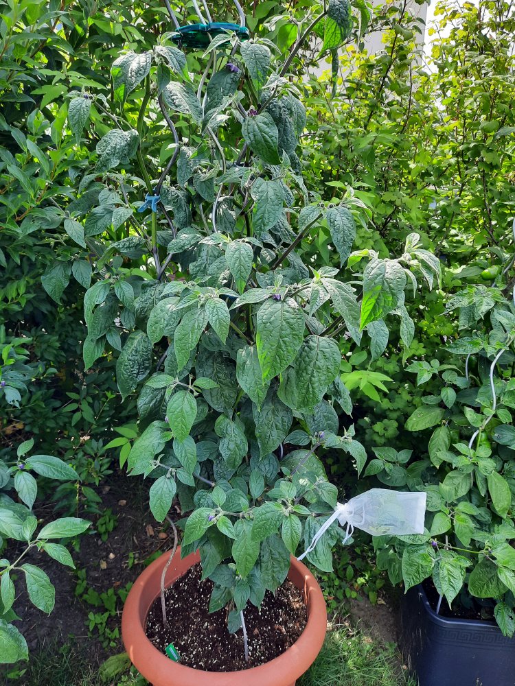 Arequipa Giant 110722a.jpg