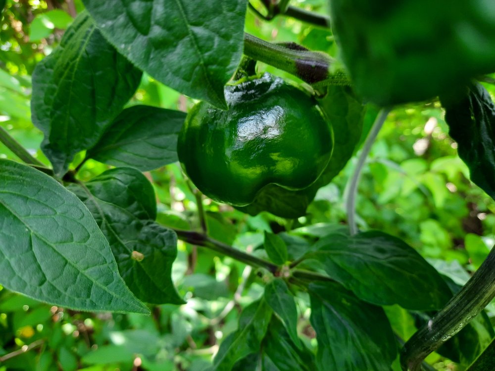 Arequipa Giant 110722b.jpg