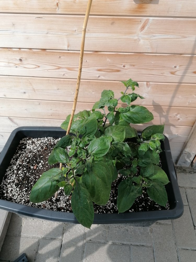 Arequipa Giant Yellow.jpg