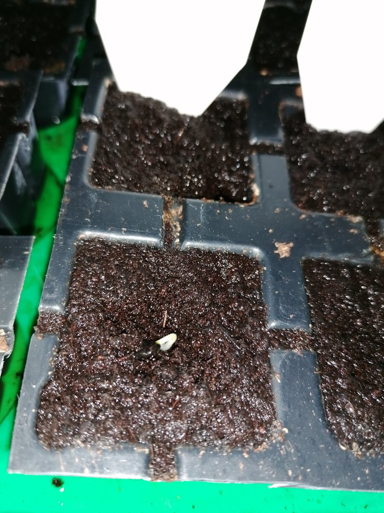 Arequipa Giant yellow .jpg