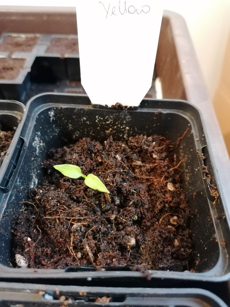 Arequipa Giant yellow