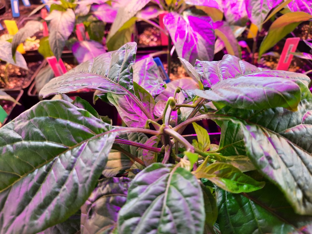 Aribibi Atze 26032021b