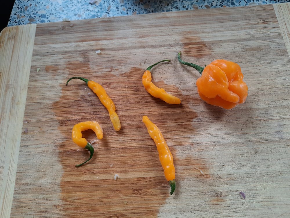 Aribibi und Bahamian Goat Pepper