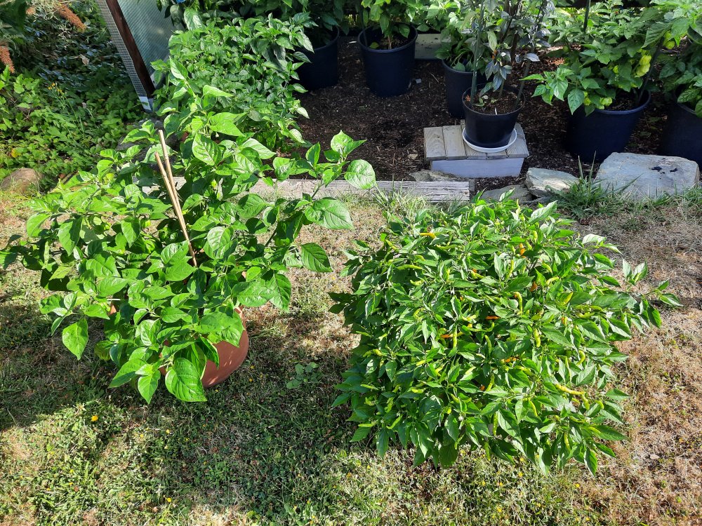 Aribibi und BGP 080822.jpg