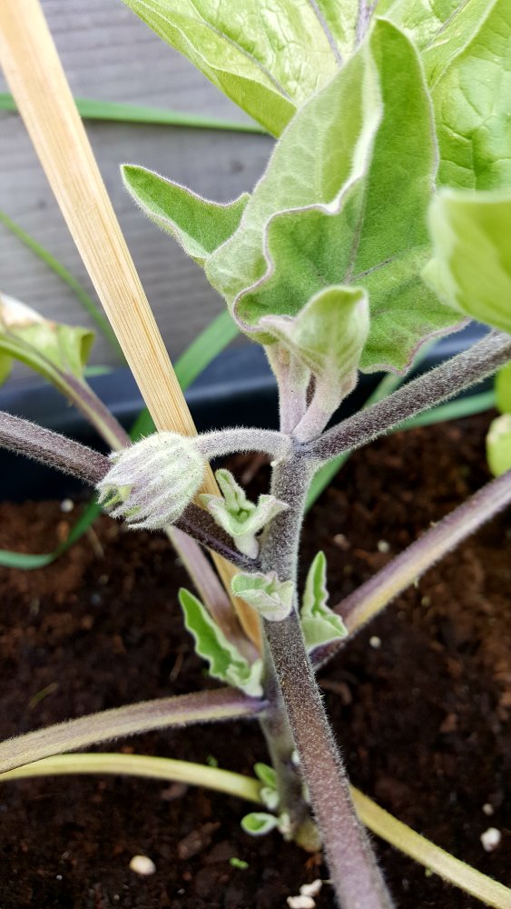 Aubergine Black Beauty