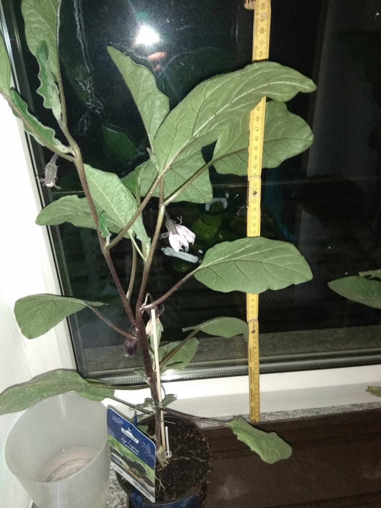 Aubergine Höhe 19.05.2018