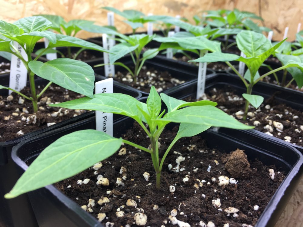 Aussaat am 26.01.2017