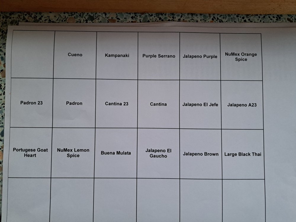 Aussaat Chili 2024 02.jpg