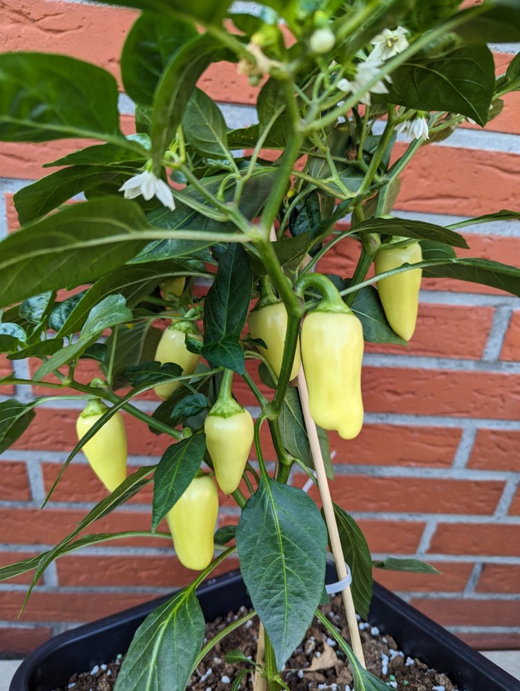 Baccatum "Hot Lemon"