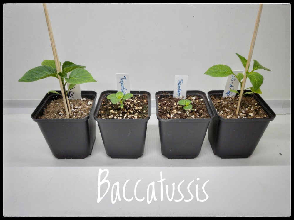 Baccatussis