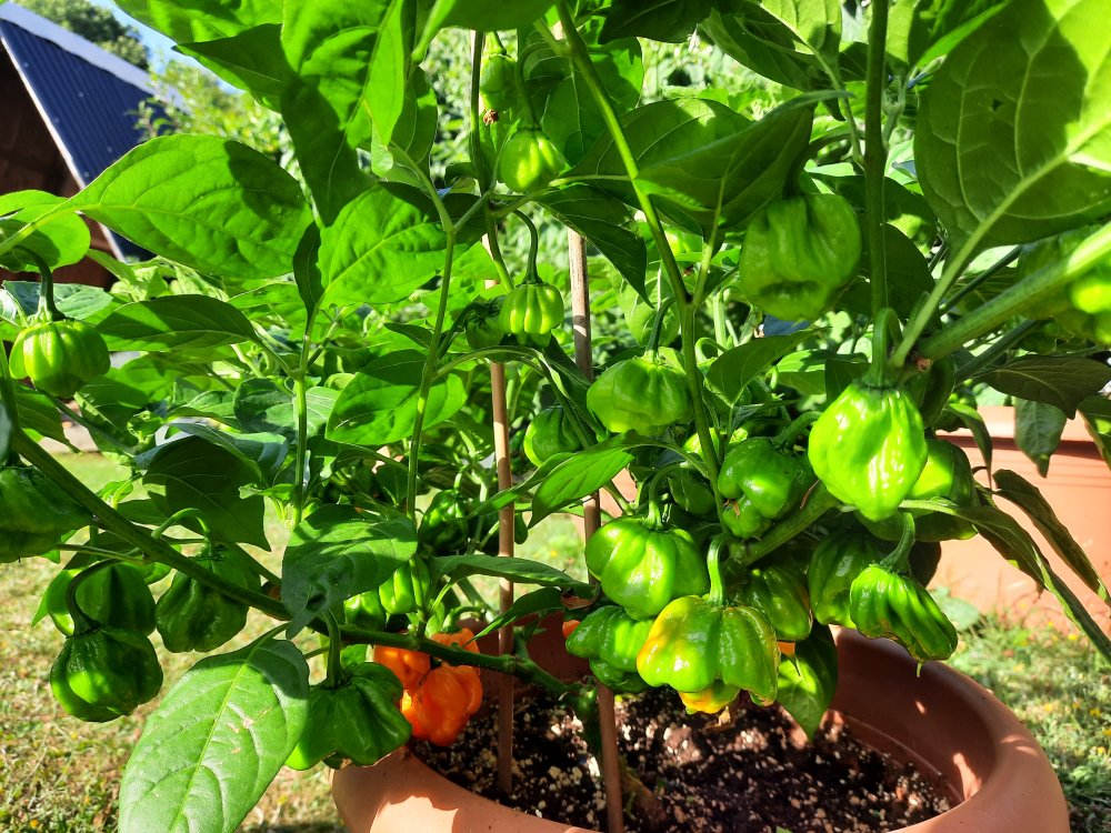 Bahamian Goat Pepper 080822.jpg