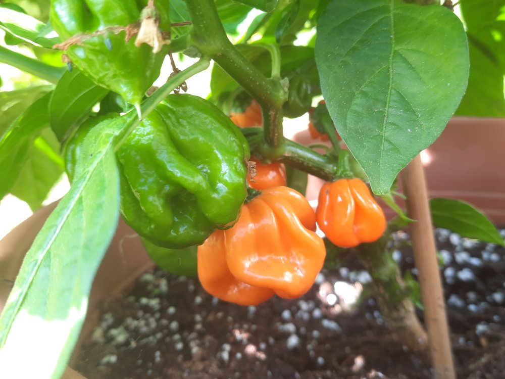 Bahamian Goat Pepper 150722.jpg