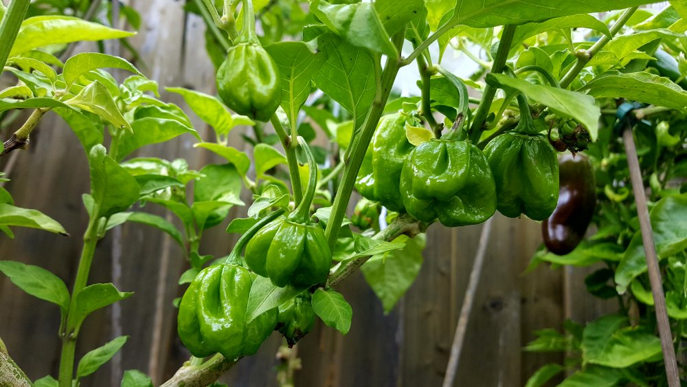 Bahamian Goat Pepper
