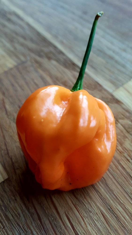 Bahamian Goat Pepper