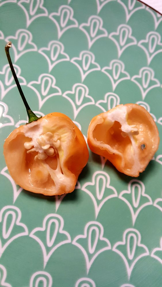 Bahamian Goat Pepper