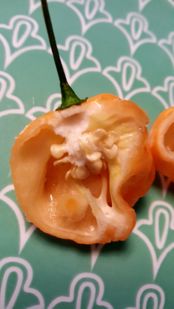 Bahamian Goat Pepper