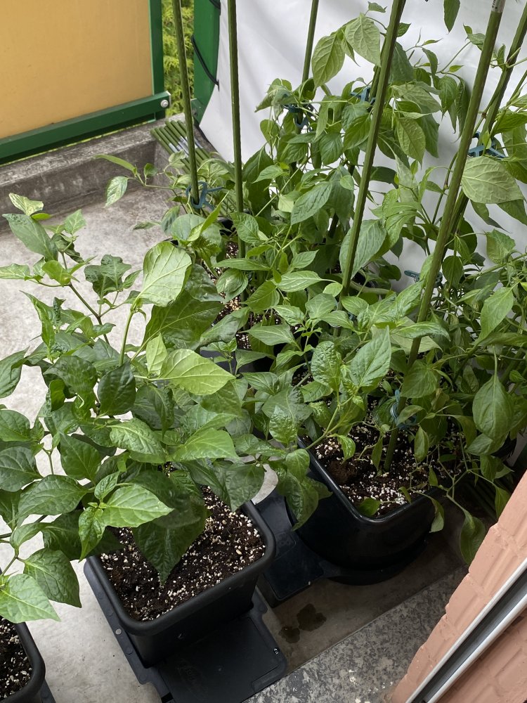 Balkon, Fatalii und Cabe Gondol