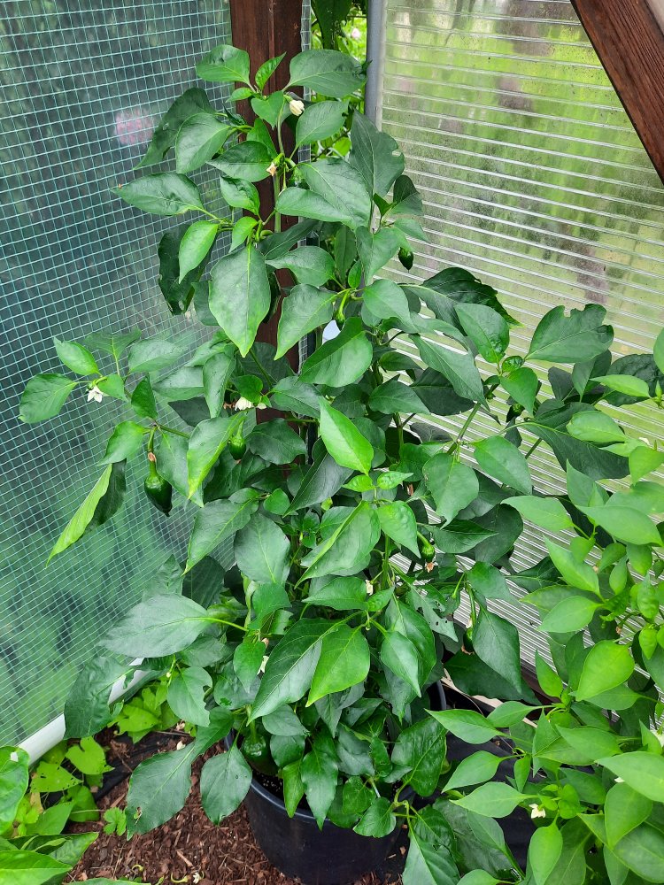 Barbaras Antipodes 01 .jpg