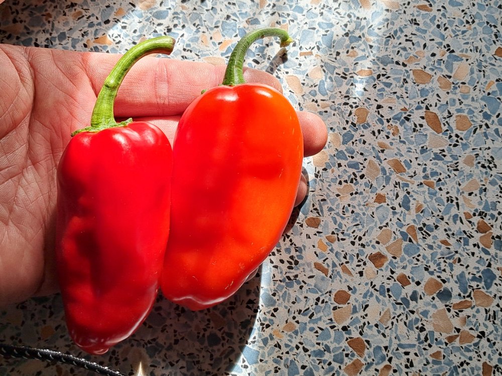Barbaras Antipodes 200925 02.jpg