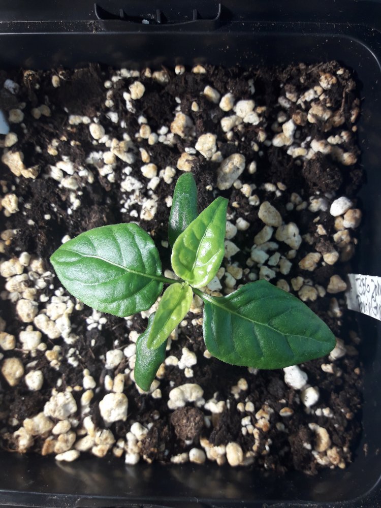 BBG Jami Peach Ghost 2