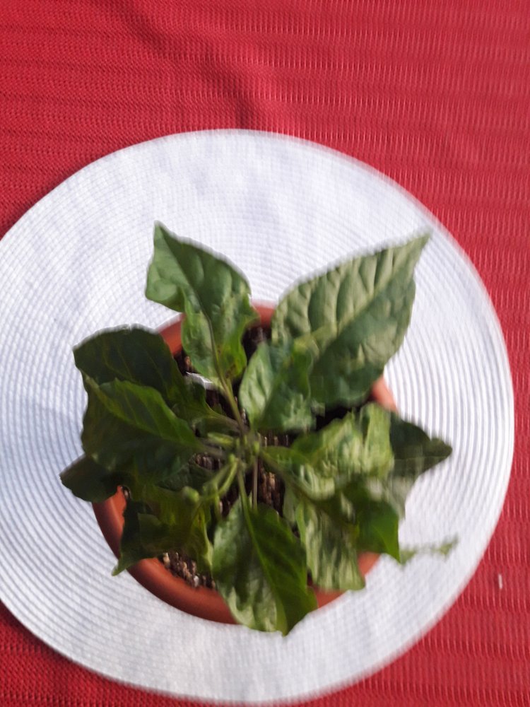 BBG Jami Peach Ghost April (1)