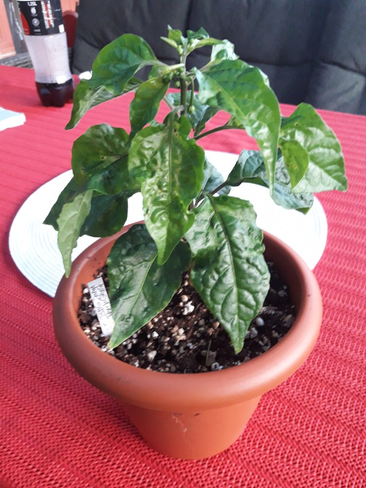 BBG Jami Peach Ghost April (2)