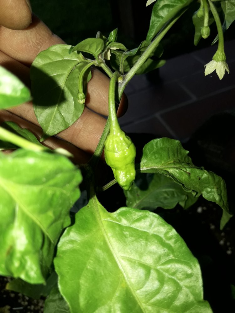 BBG Jami Peach Ghost Beere