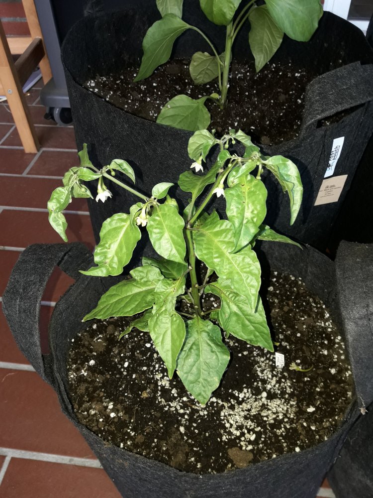 BBG Jami Peach Ghost (Mai)