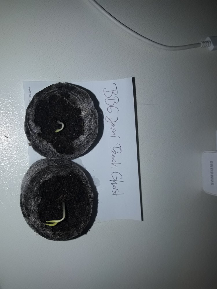 BBG Jami Peach Ghost