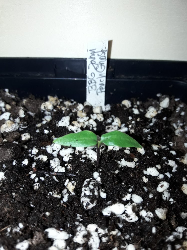 BBG Jami Peach Ghost