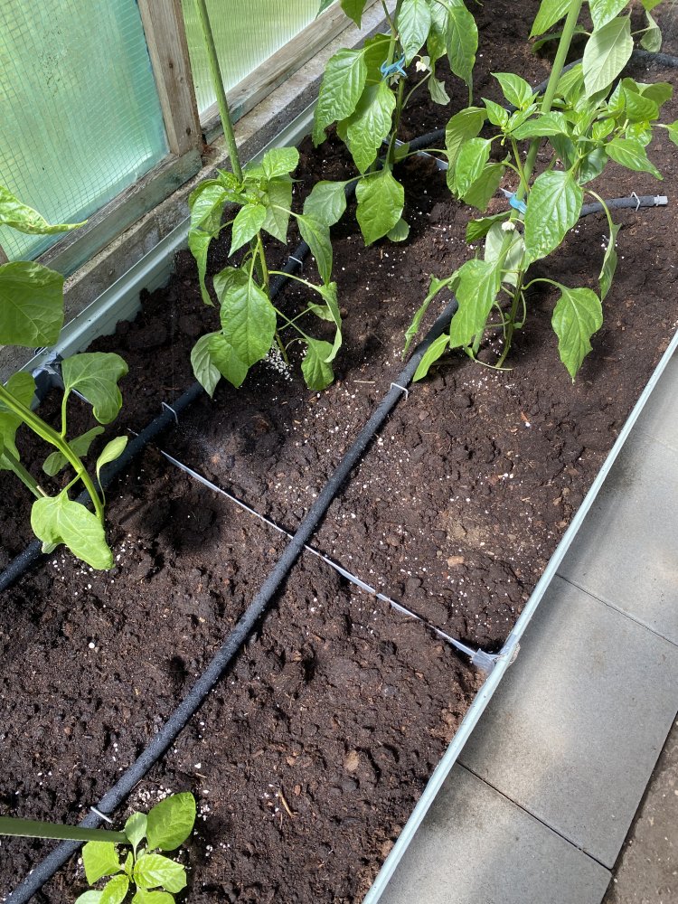 Bewässerung verlegt