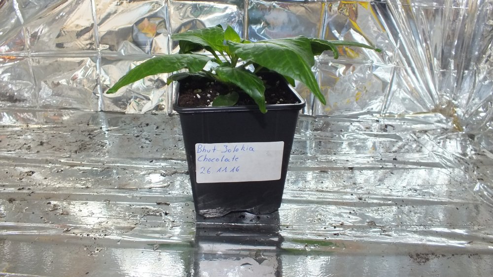 Bhut Jolokia Chocolate