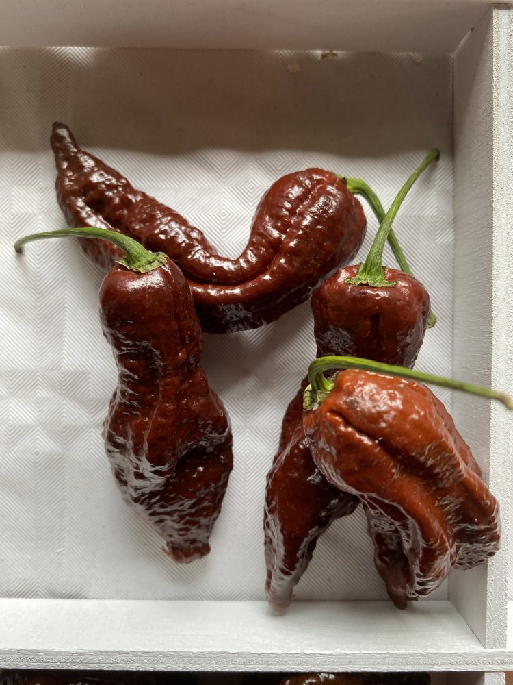 Bhut Jolokia Chocolate
