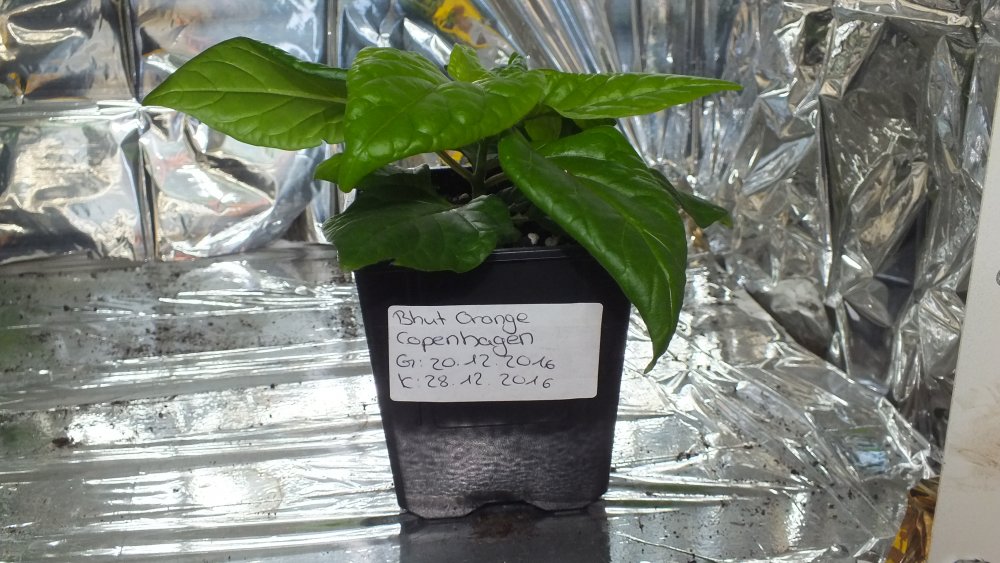 Bhut Orange Copenhagen