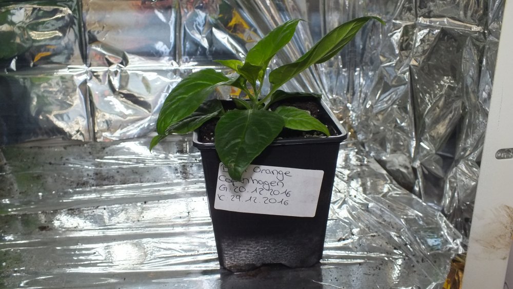 Bhut Orange Copenhagen