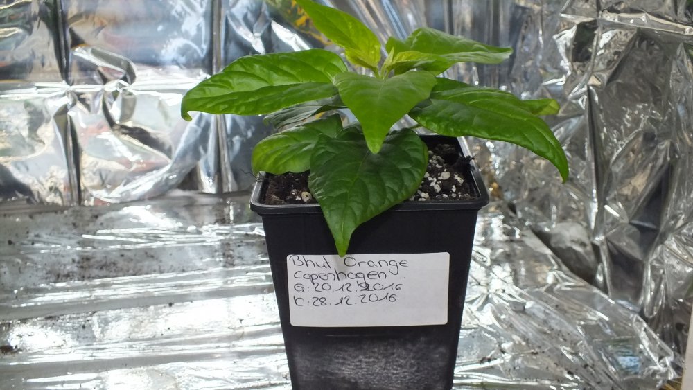 Bhut Orange Copenhagen