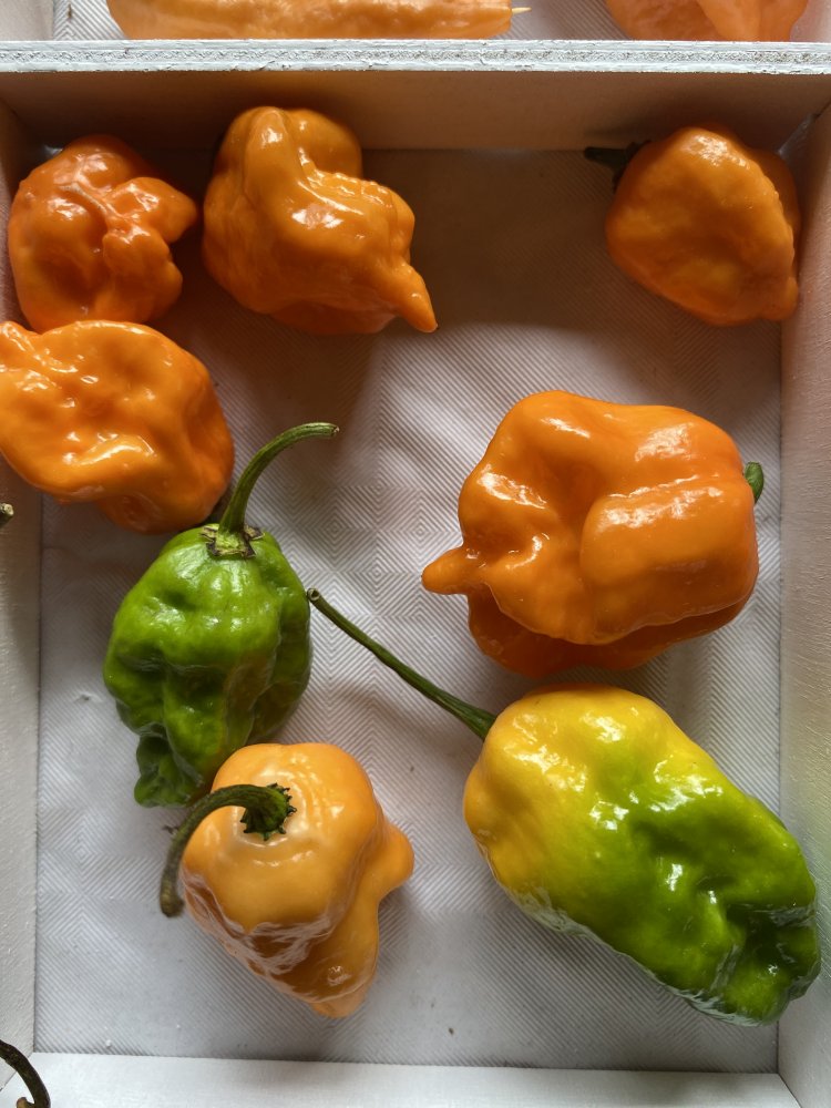 Bhut Orange Copenhagen