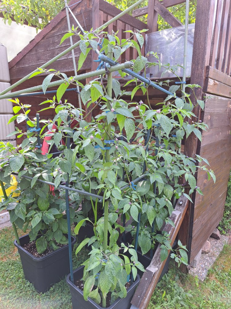 Big Brown Rocoto 230623 01.jpg